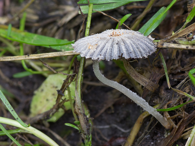 Coprinopsis bellula